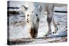 A Wild Reindeer on the Island of Spitsbergen, Svalbard, Norway-leaf-Stretched Canvas