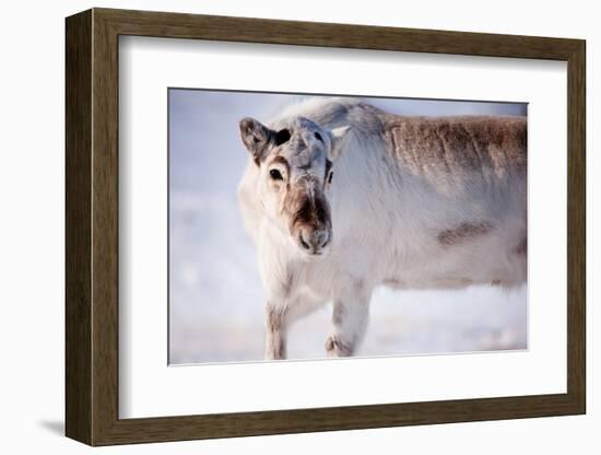 A Wild Reindeer on the Island of Spitsbergen, Svalbard, Norway-leaf-Framed Photographic Print