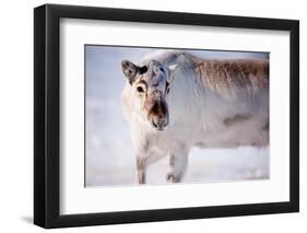 A Wild Reindeer on the Island of Spitsbergen, Svalbard, Norway-leaf-Framed Photographic Print