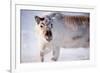 A Wild Reindeer on the Island of Spitsbergen, Svalbard, Norway-leaf-Framed Photographic Print