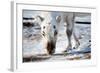 A Wild Reindeer on the Island of Spitsbergen, Svalbard, Norway-leaf-Framed Photographic Print