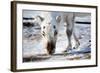 A Wild Reindeer on the Island of Spitsbergen, Svalbard, Norway-leaf-Framed Photographic Print