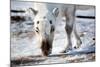 A Wild Reindeer on the Island of Spitsbergen, Svalbard, Norway-leaf-Mounted Photographic Print