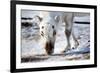 A Wild Reindeer on the Island of Spitsbergen, Svalbard, Norway-leaf-Framed Photographic Print