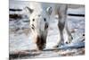 A Wild Reindeer on the Island of Spitsbergen, Svalbard, Norway-leaf-Mounted Photographic Print