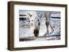 A Wild Reindeer on the Island of Spitsbergen, Svalbard, Norway-leaf-Framed Photographic Print