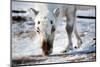 A Wild Reindeer on the Island of Spitsbergen, Svalbard, Norway-leaf-Mounted Photographic Print