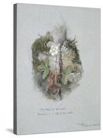 A Wild Strawberry Plant-John Ruskin-Stretched Canvas