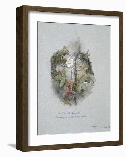 A Wild Strawberry Plant-John Ruskin-Framed Giclee Print