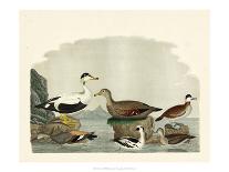 Duck Family I-A Wilson-Art Print