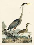 Heron Family I-A. Wilson-Mounted Art Print