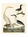 Heron Family III-A^ Wilson-Art Print