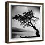 A Windswept Tree Silhouetted Against Bright Sunlight-John Gay-Framed Premium Photographic Print