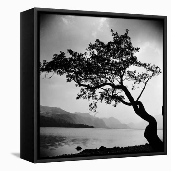 A Windswept Tree Silhouetted Against Bright Sunlight-John Gay-Framed Stretched Canvas