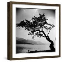 A Windswept Tree Silhouetted Against Bright Sunlight-John Gay-Framed Photographic Print