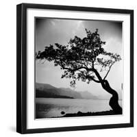 A Windswept Tree Silhouetted Against Bright Sunlight-John Gay-Framed Photographic Print