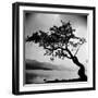 A Windswept Tree Silhouetted Against Bright Sunlight-John Gay-Framed Photographic Print