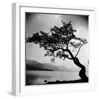 A Windswept Tree Silhouetted Against Bright Sunlight-John Gay-Framed Photographic Print