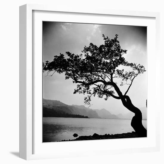 A Windswept Tree Silhouetted Against Bright Sunlight-John Gay-Framed Photographic Print