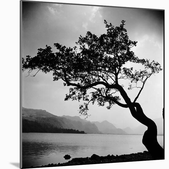 A Windswept Tree Silhouetted Against Bright Sunlight-John Gay-Mounted Photographic Print