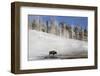 A winters day in Yellowstone national park with bison and geothermal pool-David Hosking-Framed Photographic Print