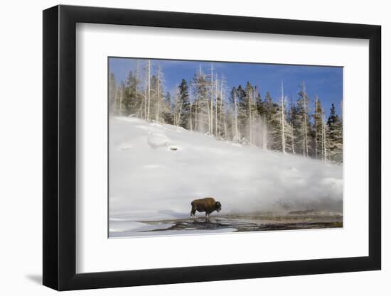 A winters day in Yellowstone national park with bison and geothermal pool-David Hosking-Framed Photographic Print