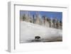 A winters day in Yellowstone national park with bison and geothermal pool-David Hosking-Framed Photographic Print