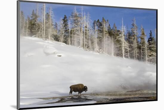 A winters day in Yellowstone national park with bison and geothermal pool-David Hosking-Mounted Photographic Print