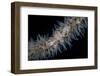 A Wire Coral Goby on a Cirripathes Coral in Indonesia-Stocktrek Images-Framed Photographic Print