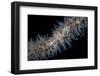 A Wire Coral Goby on a Cirripathes Coral in Indonesia-Stocktrek Images-Framed Photographic Print