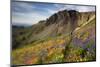 A Woman Enjoys a Morning Trail Run in a Meadow of Wildflowers at Snowbird Ski and Summer Resort, Ut-Adam Barker-Mounted Photographic Print