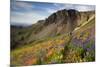 A Woman Enjoys a Morning Trail Run in a Meadow of Wildflowers at Snowbird Ski and Summer Resort, Ut-Adam Barker-Mounted Photographic Print