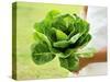 A Woman Holding a Lettuce-null-Stretched Canvas
