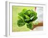 A Woman Holding a Lettuce-null-Framed Premium Photographic Print