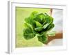 A Woman Holding a Lettuce-null-Framed Photographic Print