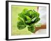 A Woman Holding a Lettuce-null-Framed Photographic Print