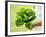 A Woman Holding a Lettuce-null-Framed Photographic Print