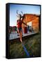 A Woman Holds A Mounted Deer Head While Walking A Static Line At Sunset In North Idaho-Ben Herndon-Framed Stretched Canvas