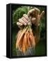 A Woman Holds Out a Bundle of Vegetables from a Fresh Harvest in the Garden.-null-Framed Stretched Canvas