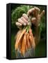 A Woman Holds Out a Bundle of Vegetables from a Fresh Harvest in the Garden.-null-Framed Stretched Canvas