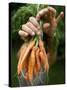 A Woman Holds Out a Bundle of Vegetables from a Fresh Harvest in the Garden.-null-Stretched Canvas