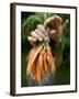 A Woman Holds Out a Bundle of Vegetables from a Fresh Harvest in the Garden.-null-Framed Photographic Print