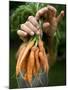 A Woman Holds Out a Bundle of Vegetables from a Fresh Harvest in the Garden.-null-Mounted Photographic Print