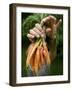A Woman Holds Out a Bundle of Vegetables from a Fresh Harvest in the Garden.-null-Framed Photographic Print