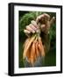 A Woman Holds Out a Bundle of Vegetables from a Fresh Harvest in the Garden.-null-Framed Photographic Print