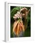 A Woman Holds Out a Bundle of Vegetables from a Fresh Harvest in the Garden.-null-Framed Photographic Print