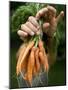 A Woman Holds Out a Bundle of Vegetables from a Fresh Harvest in the Garden.-null-Mounted Photographic Print