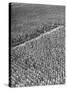 A Woman Standing in the Middle of a Corn Field on a Farm-null-Stretched Canvas