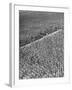 A Woman Standing in the Middle of a Corn Field on a Farm-null-Framed Photographic Print