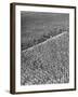A Woman Standing in the Middle of a Corn Field on a Farm-null-Framed Photographic Print